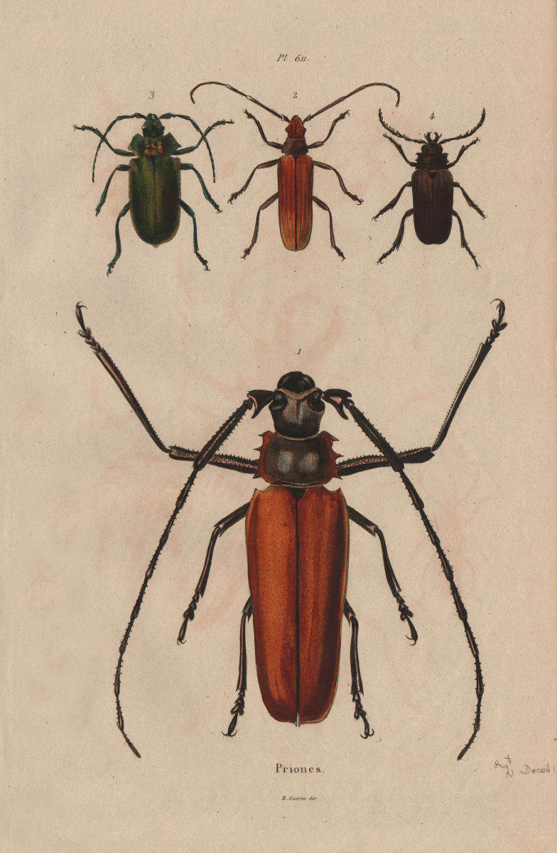 INSECTS. Prioninae (Long Horned Beetle). II 1833 old antique print picture